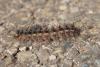 Lymantria dispar